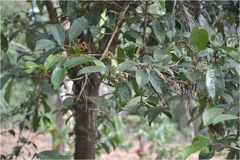 Viburnum punctatum